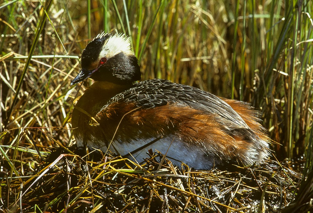 Horned Grebe - ML368155301