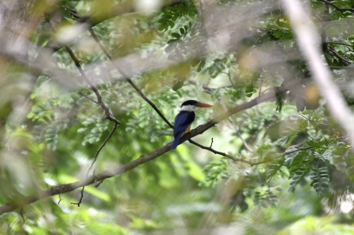 Black-capped Kingfisher - ML368155941