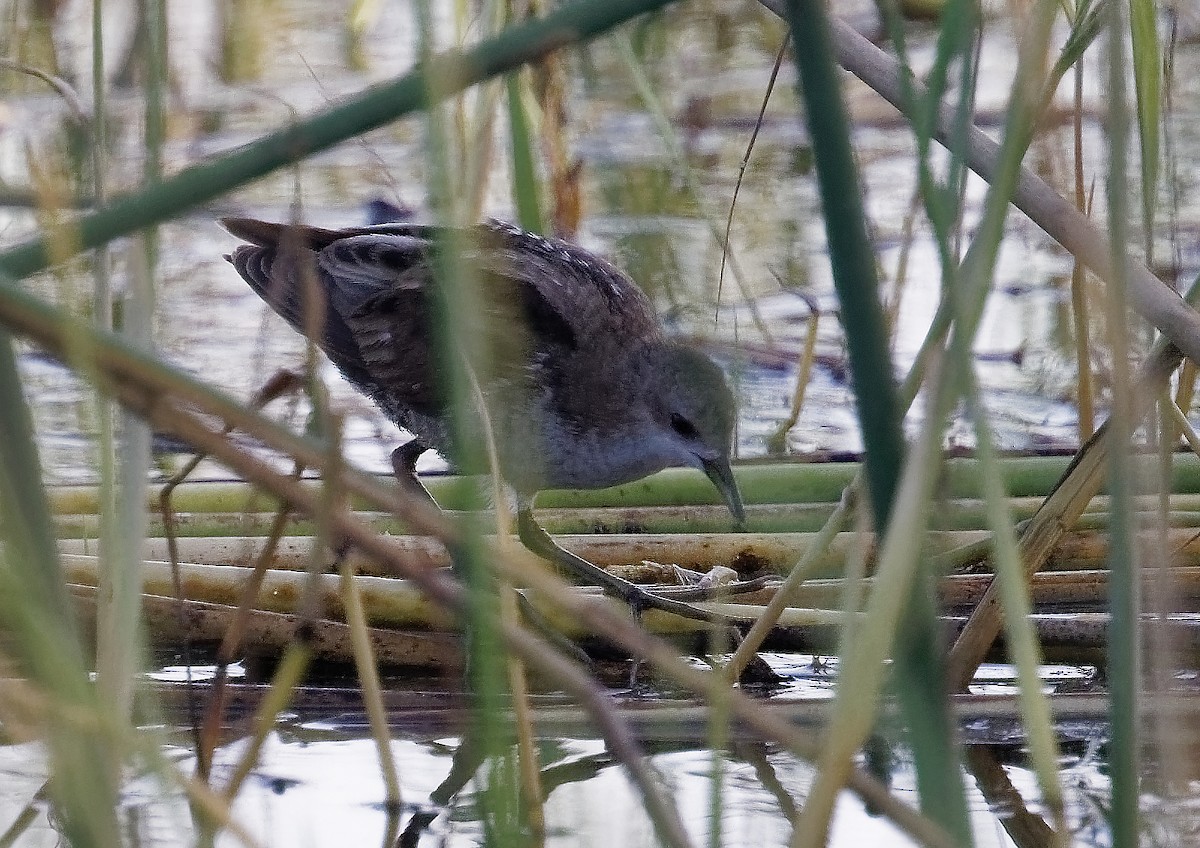 Little Crake - ML368158241