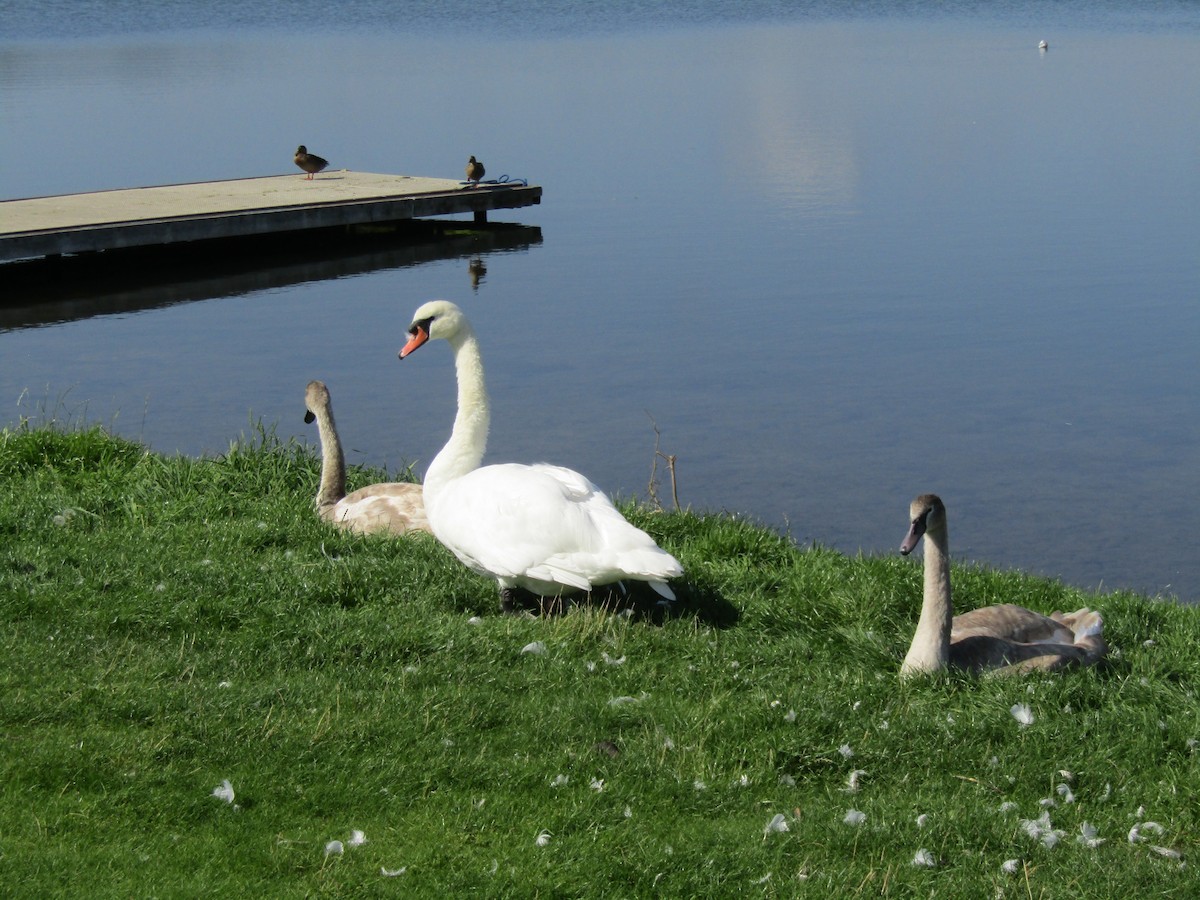 Cygne tuberculé - ML368158311