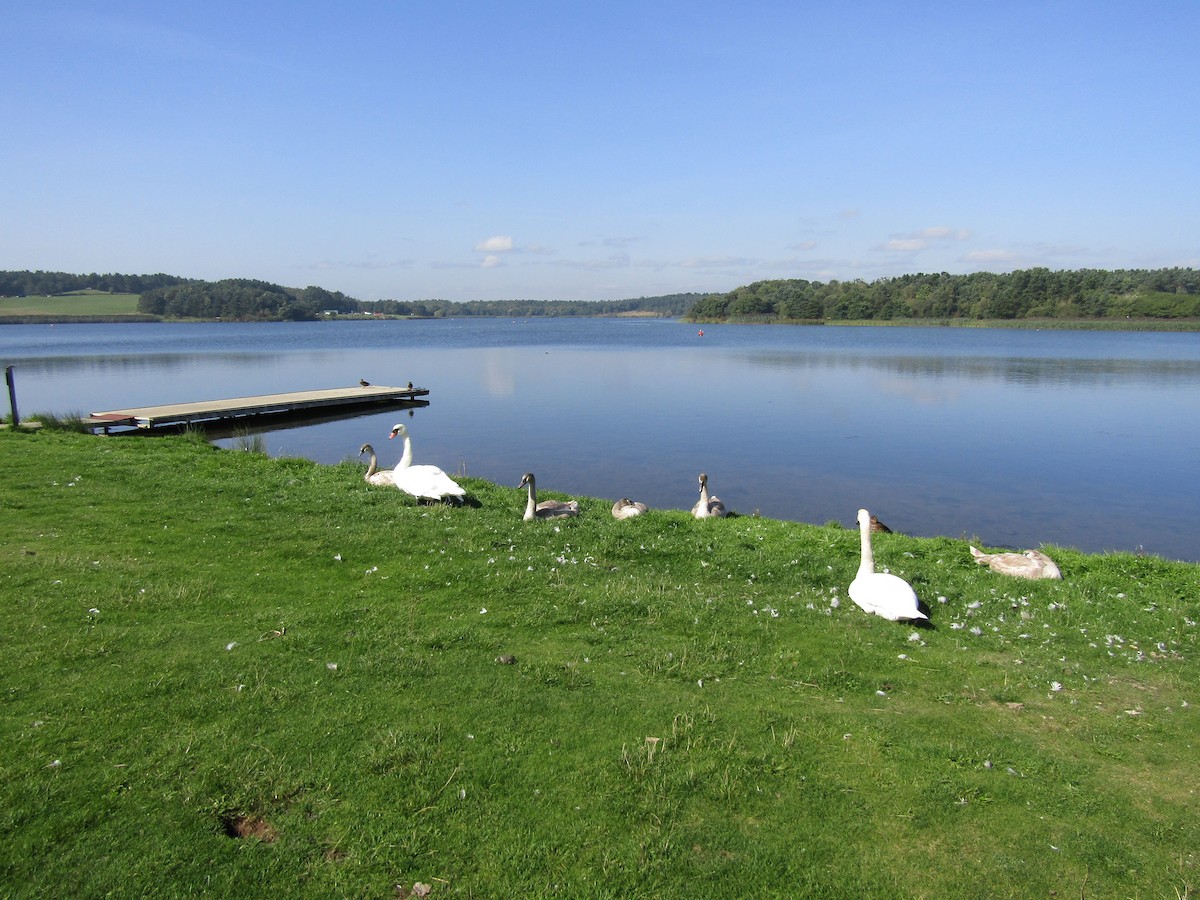 Mute Swan - ML368158321