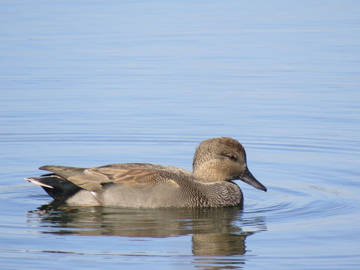 Canard chipeau - ML368158341