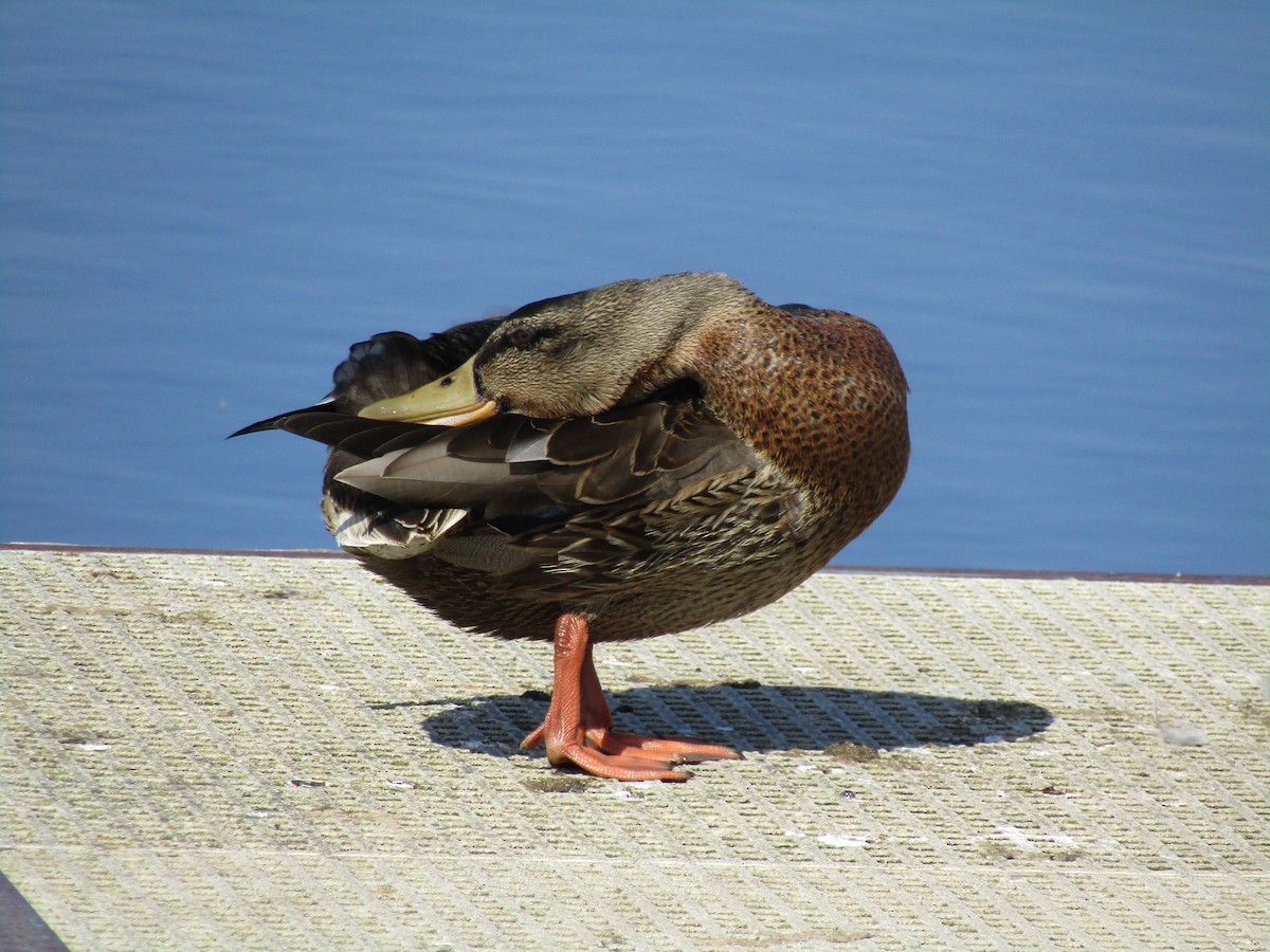 Mallard - Gareth Bowes