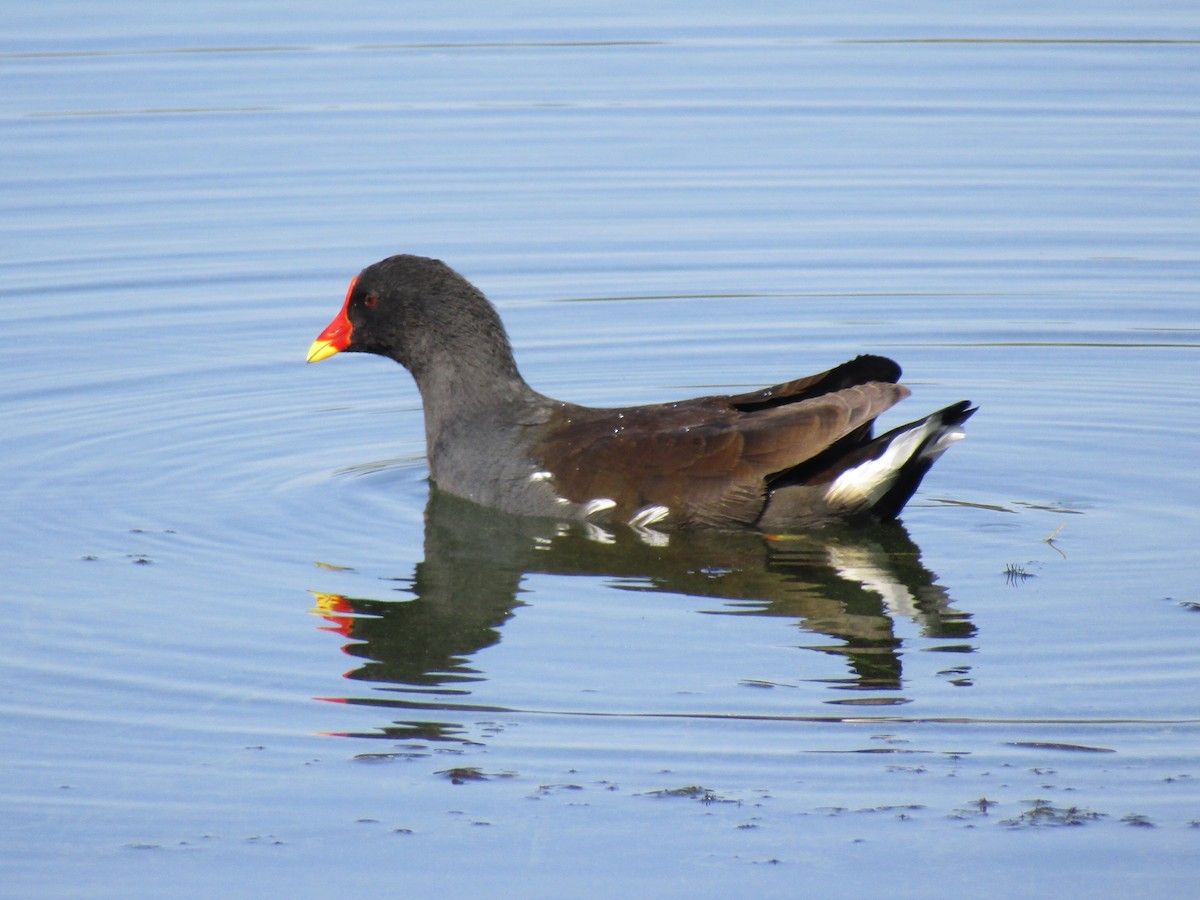 Gallinule poule-d'eau - ML368158491