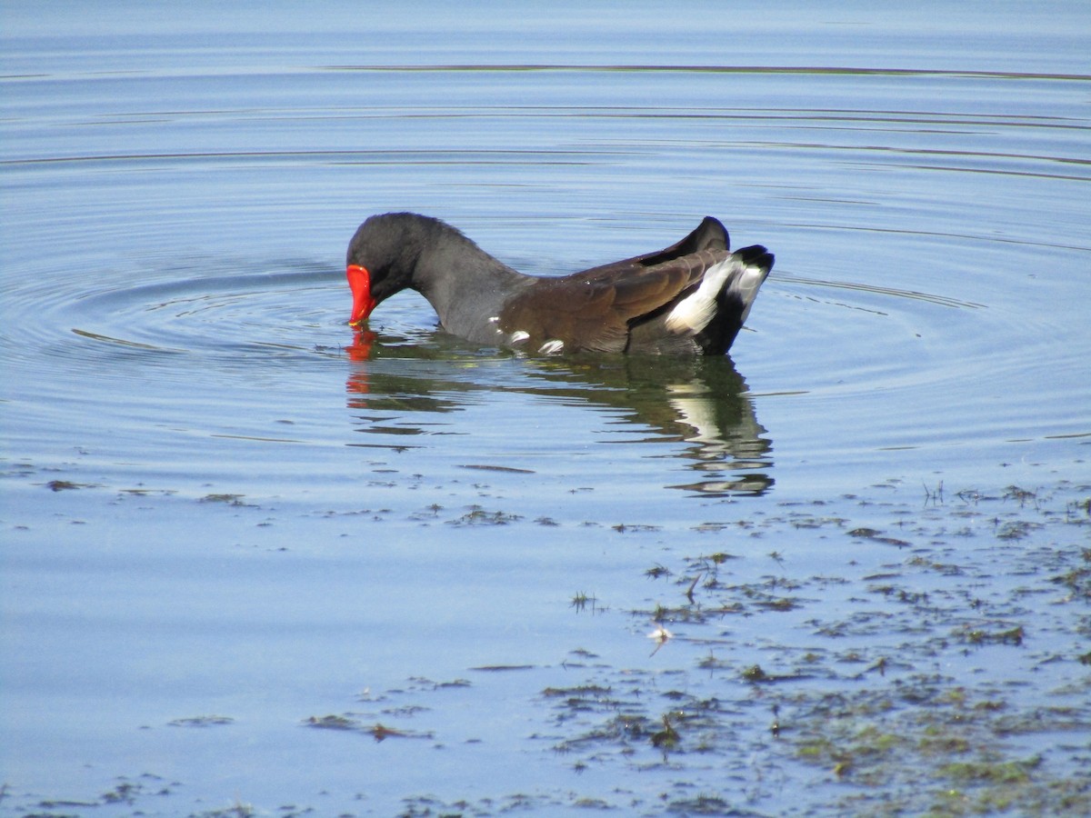 Gallinule poule-d'eau - ML368158501