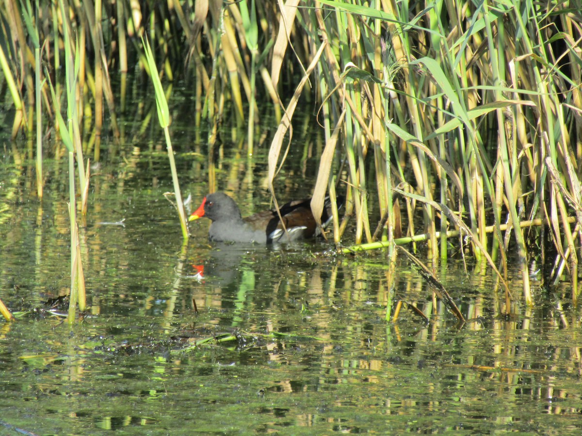 Gallinule poule-d'eau - ML368158521