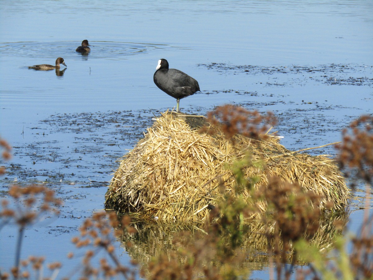 Eurasian Coot - ML368158531