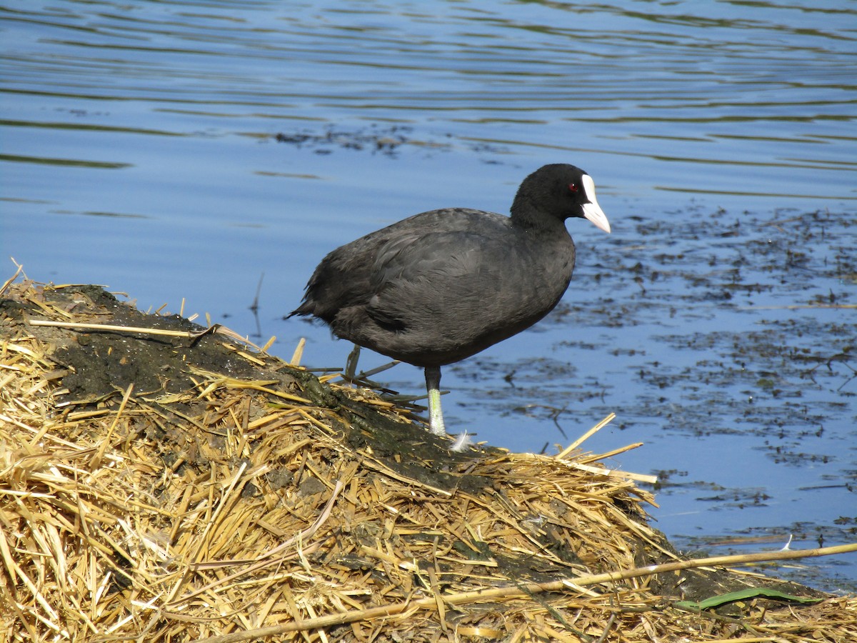 Eurasian Coot - ML368158551