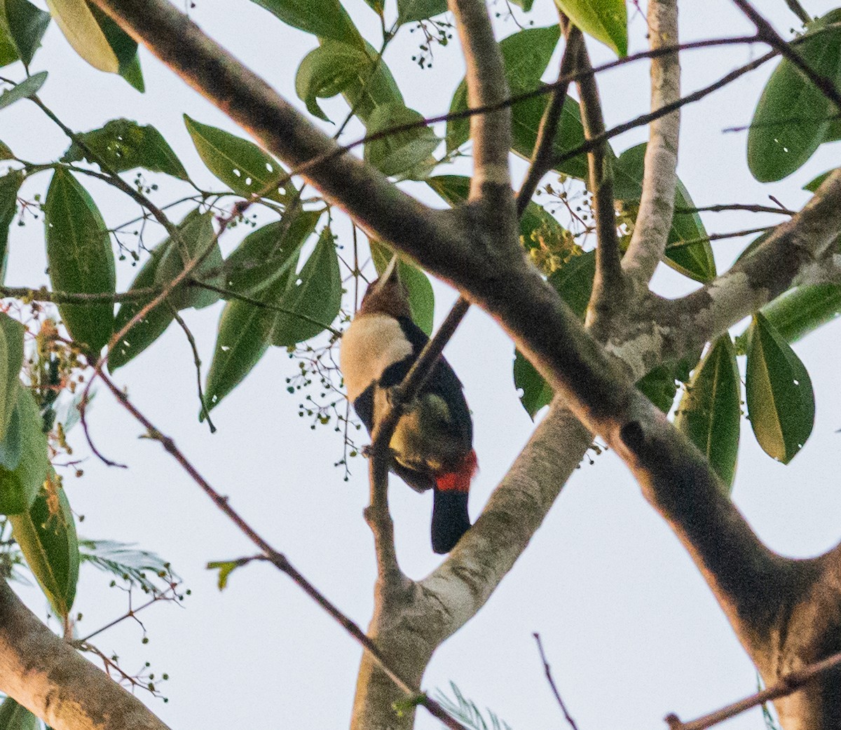 Black-girdled Barbet - Anderson  Sandro