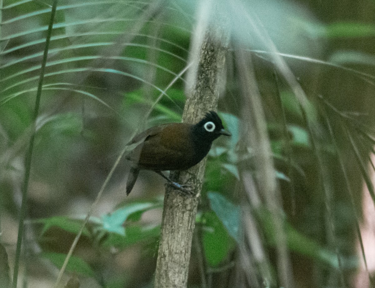 Bare-eyed Antbird - Anderson  Sandro