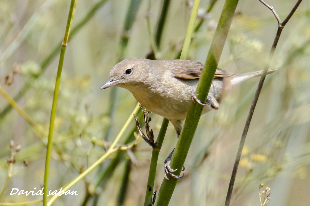 Garden Warbler - דויד סבן