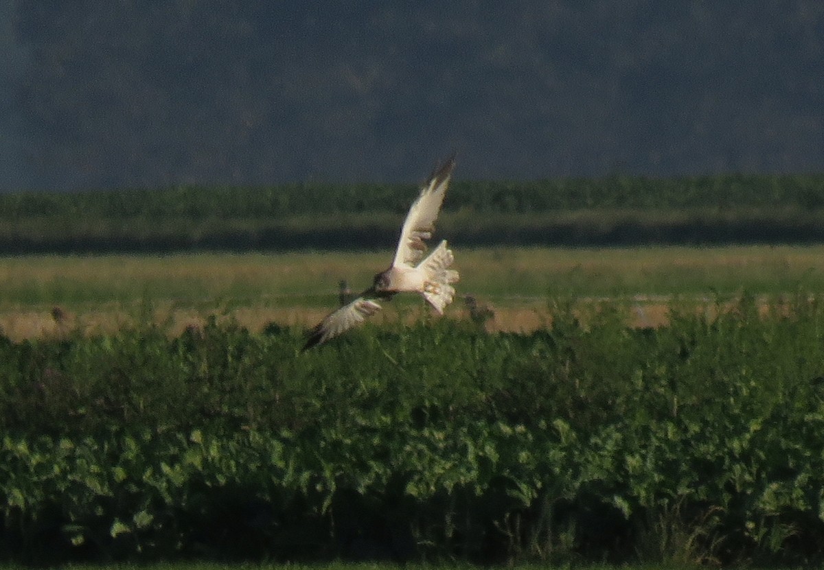 Pallid Harrier - Henk Sierdsema