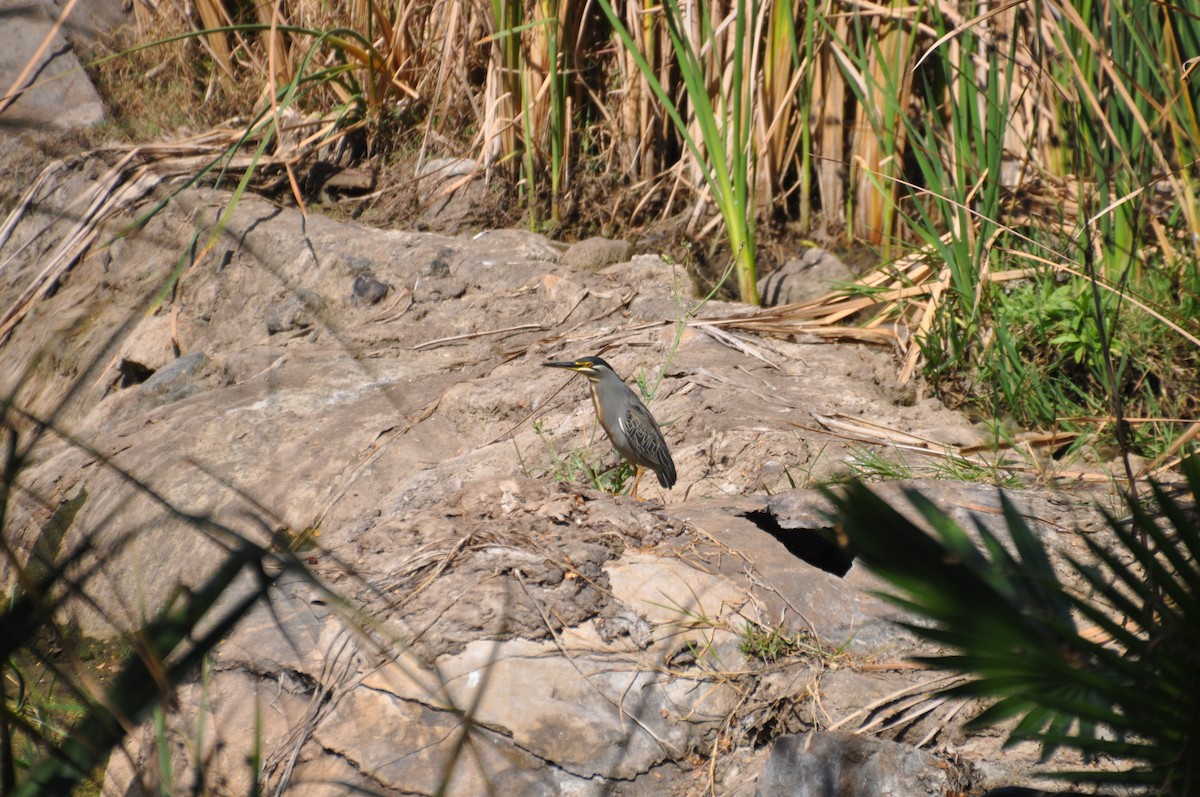 Striated Heron - ML368163891