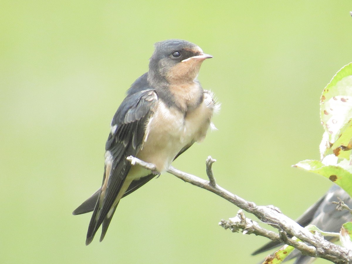 Barn Swallow - ML368163931