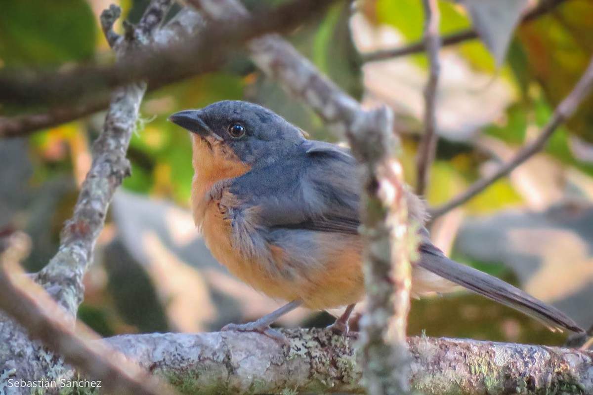 Rufous-crested Tanager - Sebastián Sánchez