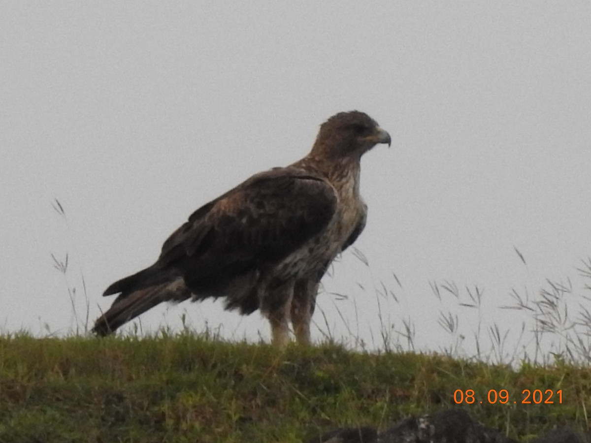 Bonelli's Eagle - ML368167671