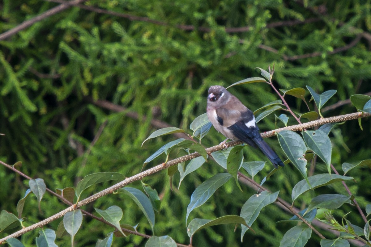 Brown Bullfinch - ML368170021