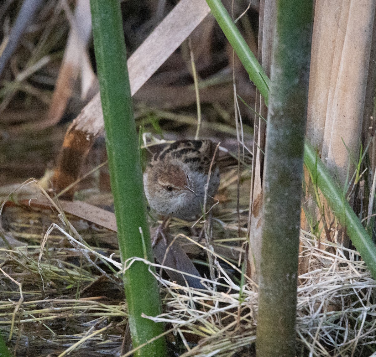 Little Grassbird - Tessa Murray