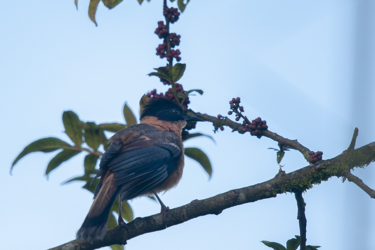 Rufous Sibia - ML368170151