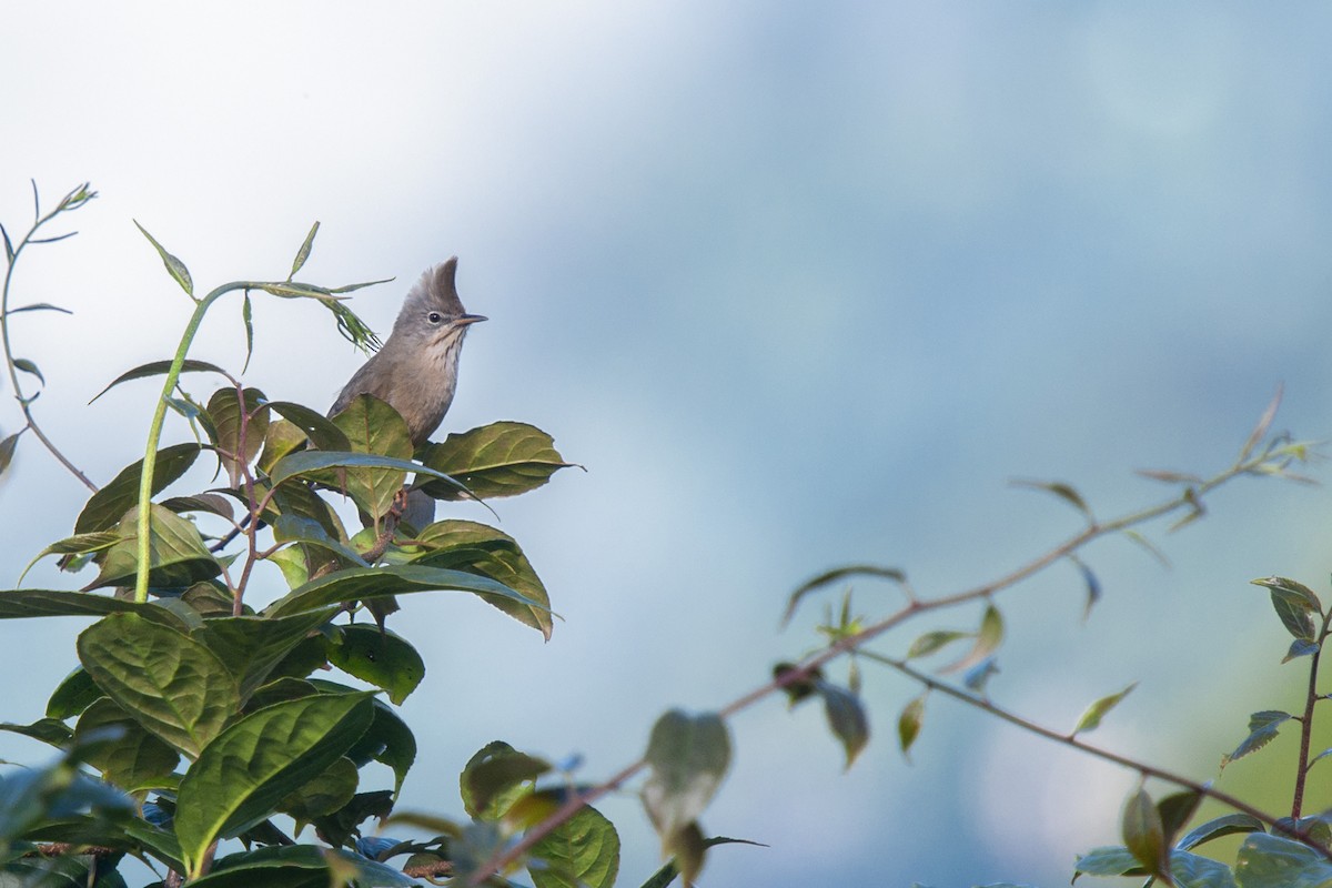 Stripe-throated Yuhina - ML368170191