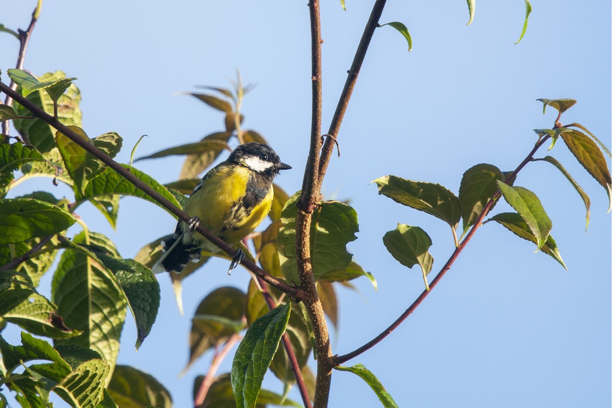 Green-backed Tit - ML368170281