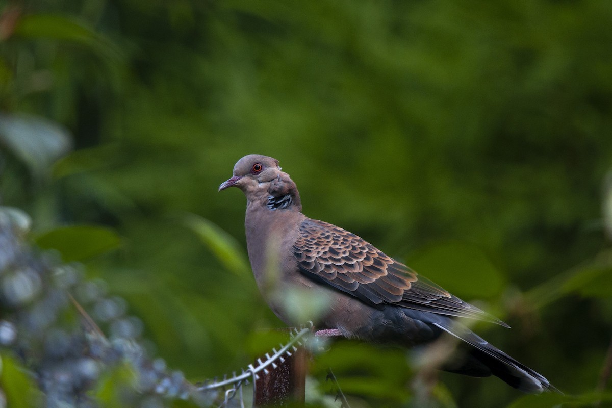 Oriental Turtle-Dove - ML368170301