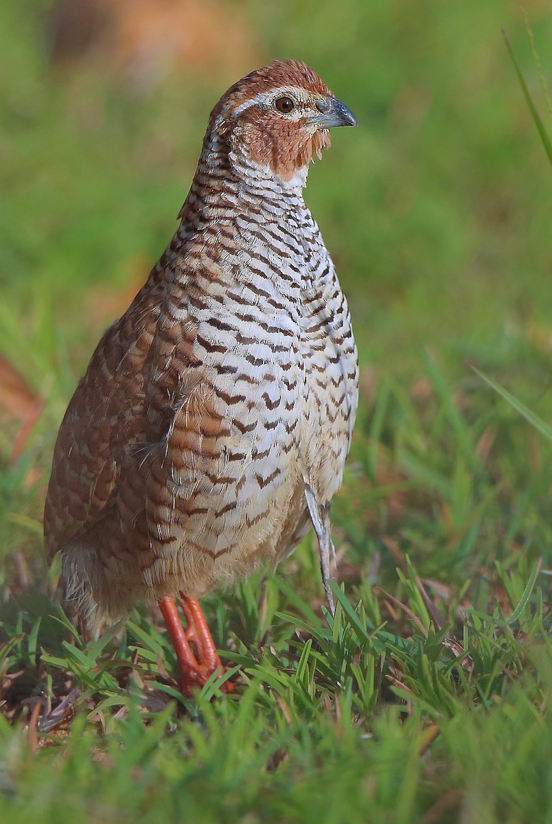 Rock Bush-Quail - ML368170621