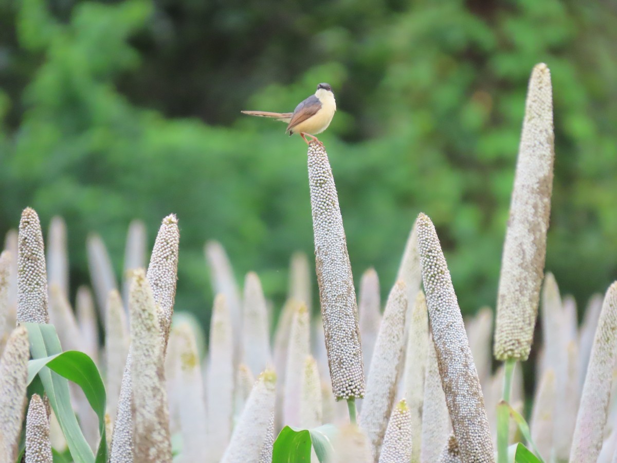 Prinia Cenicienta - ML368170691