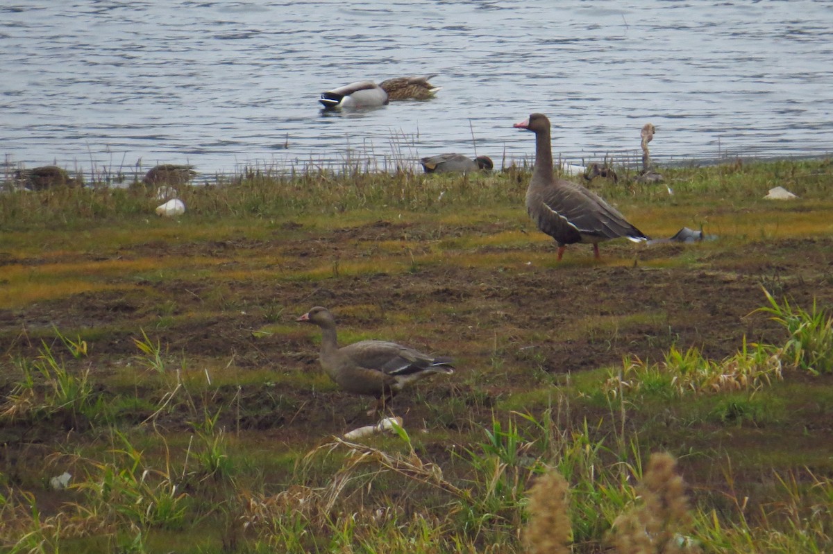 Greater White-fronted Goose - ML368170971