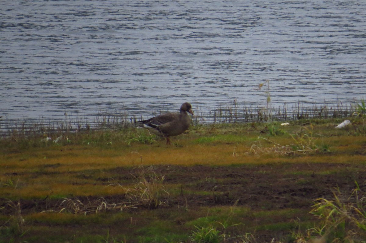 Greater White-fronted Goose - ML368170981