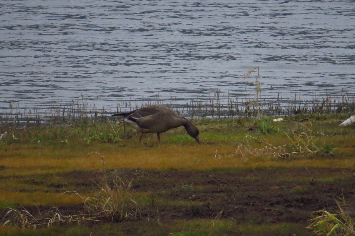 Greater White-fronted Goose - ML368170991