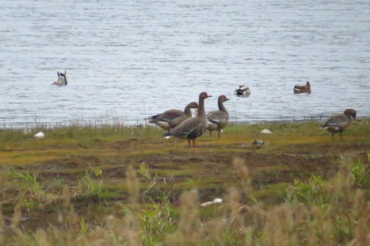 Greater White-fronted Goose - ML368171001
