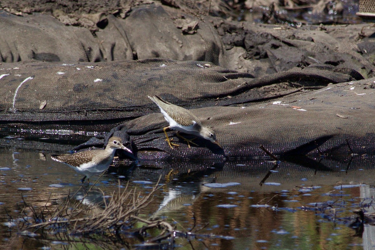 Spotted Sandpiper - Loyan Beausoleil