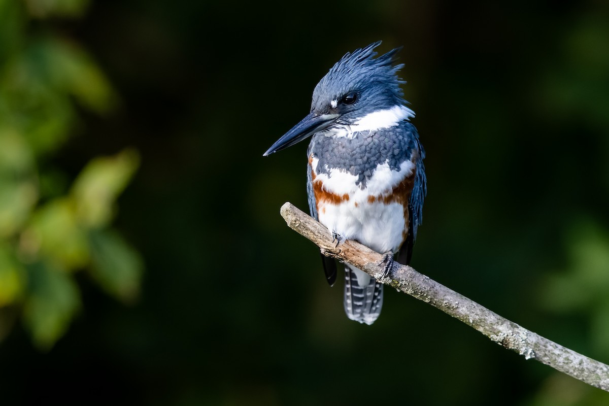 Belted Kingfisher - ML368173051