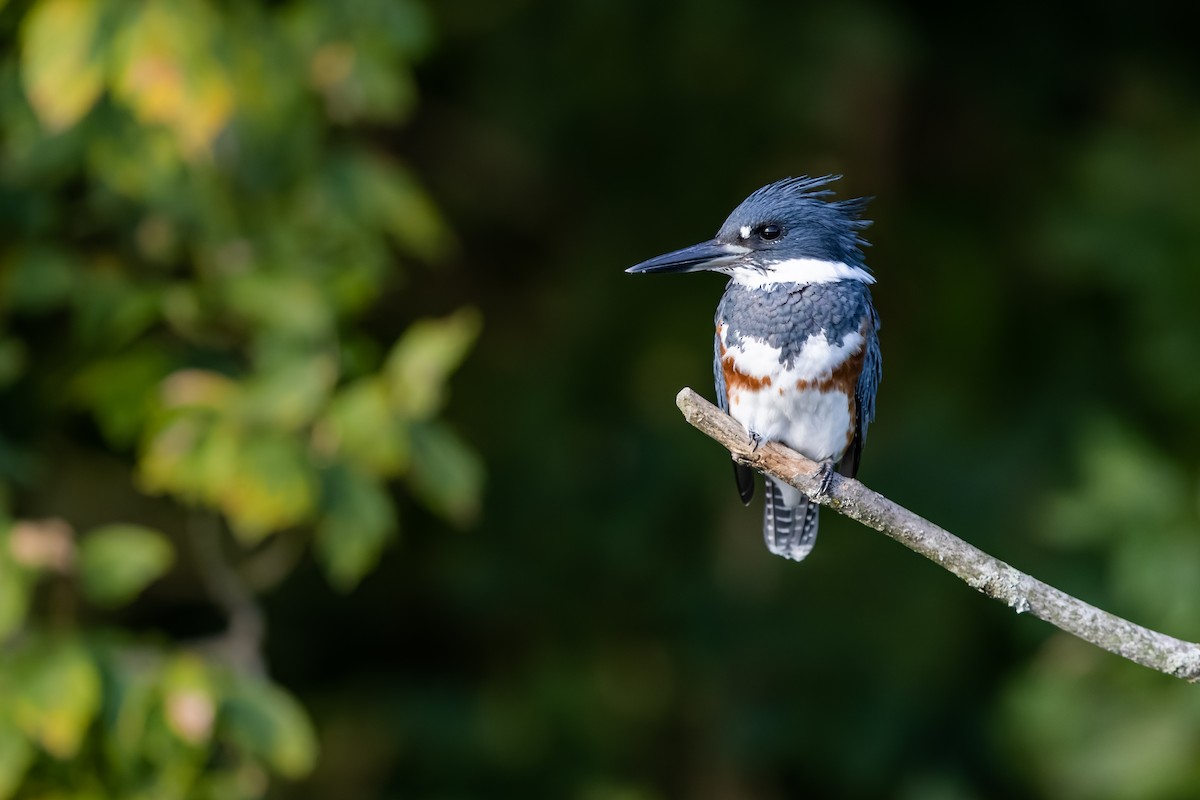 Belted Kingfisher - Brad Imhoff