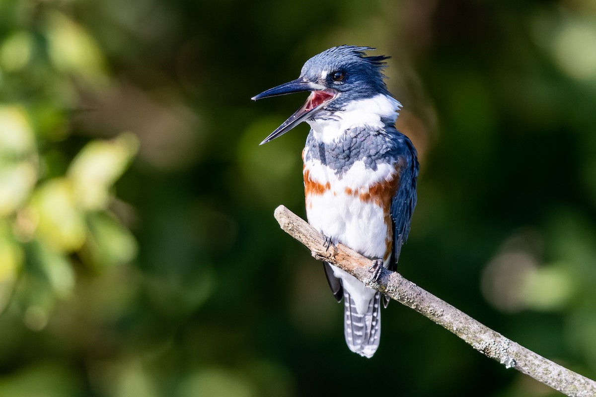 Belted Kingfisher - ML368173081