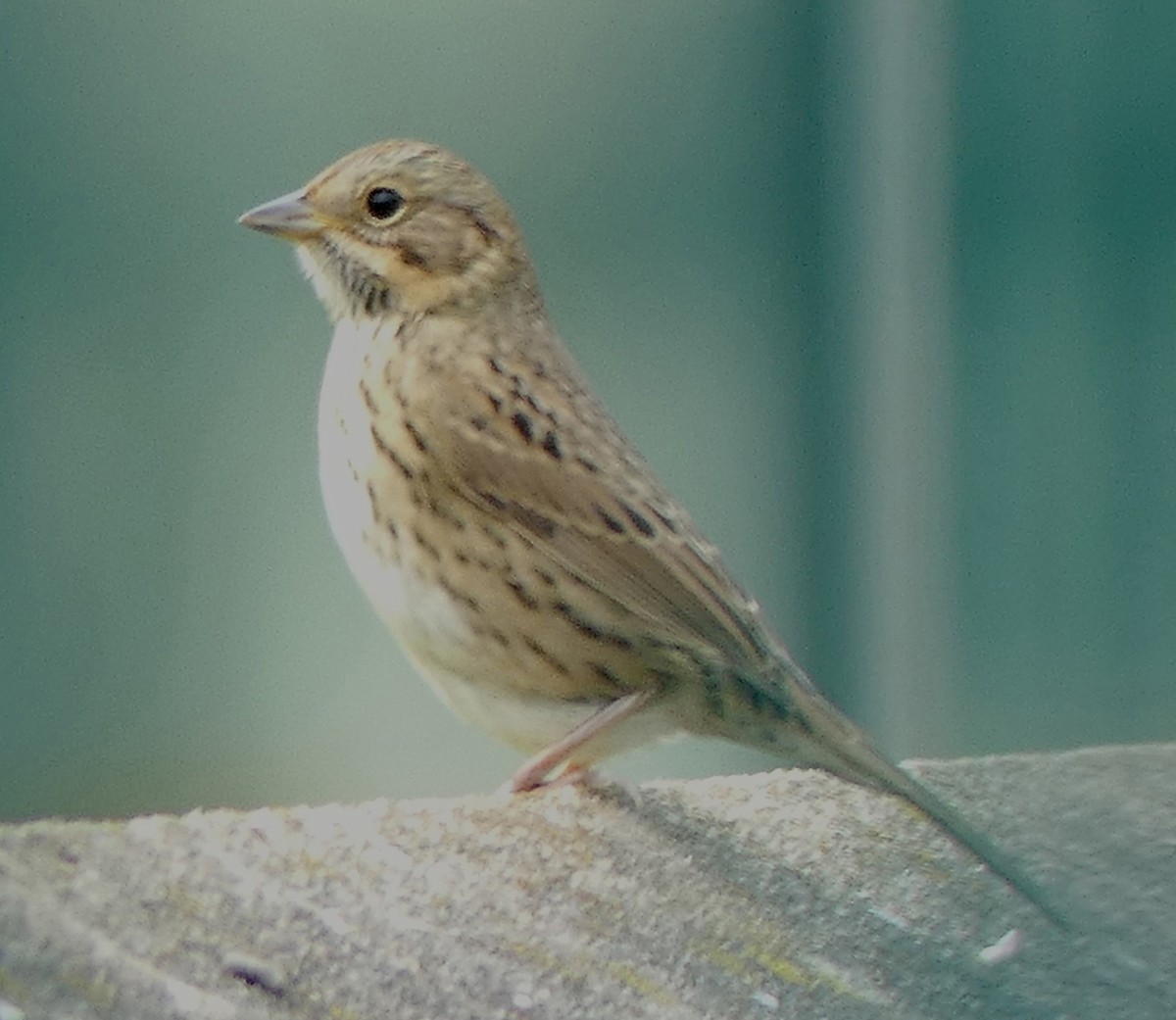 Lincoln's Sparrow - ML368174161