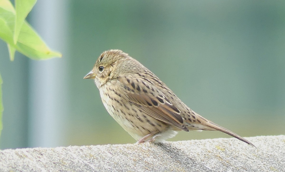 Lincoln's Sparrow - ML368174181