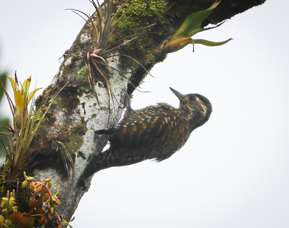 White-spotted Woodpecker - ML368176101