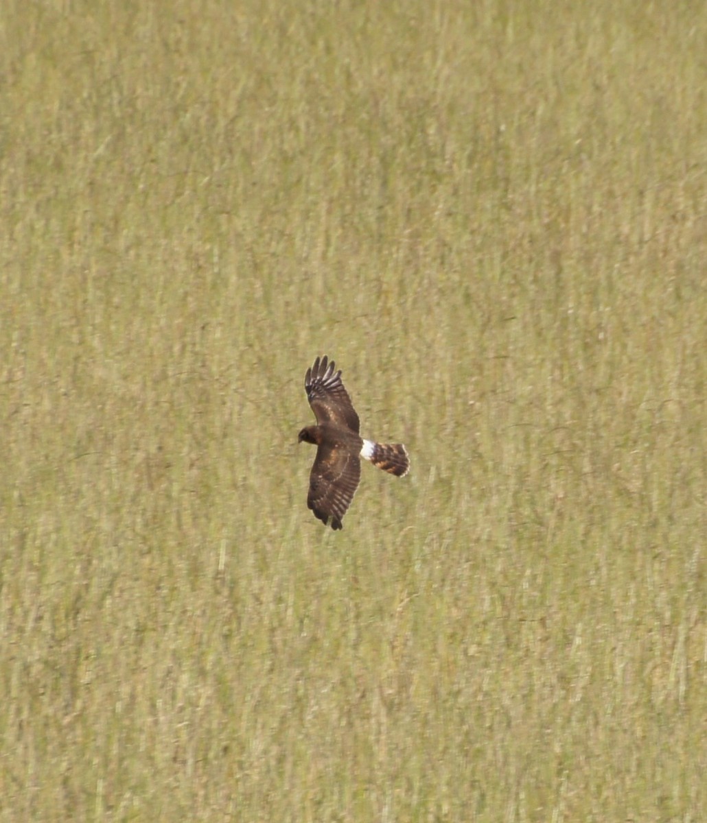 Northern Harrier - ML368176851