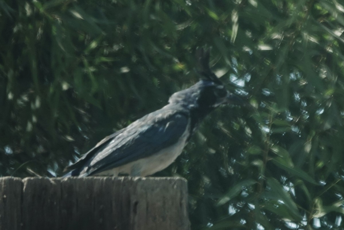 Black-throated Magpie-Jay - ML368177041