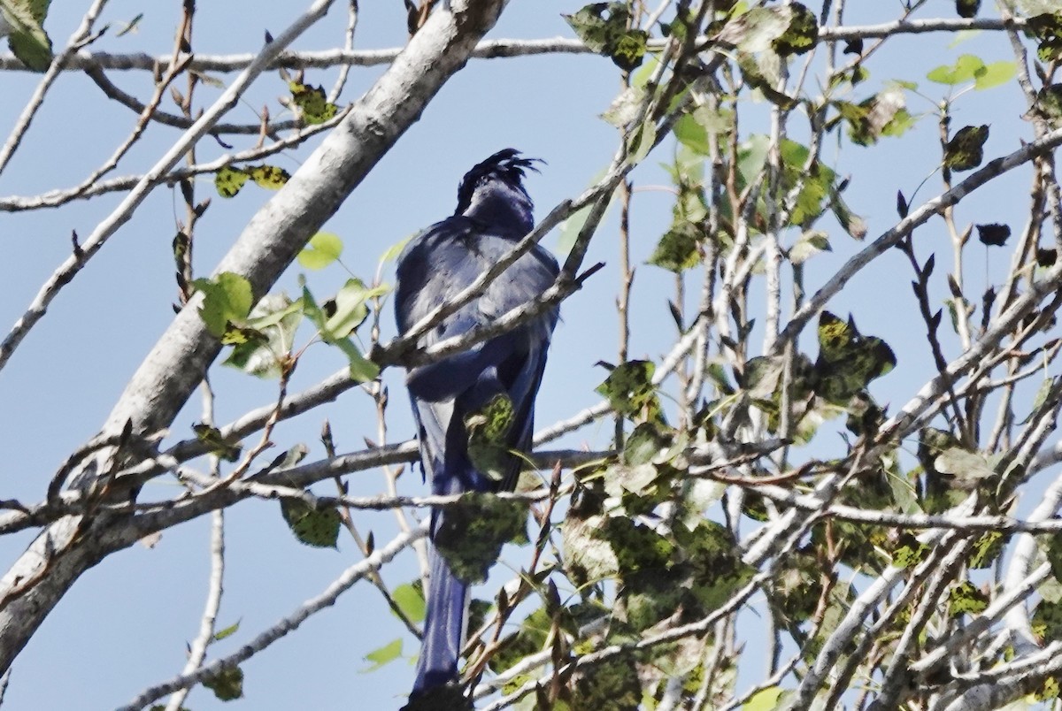 Black-throated Magpie-Jay - ML368177101