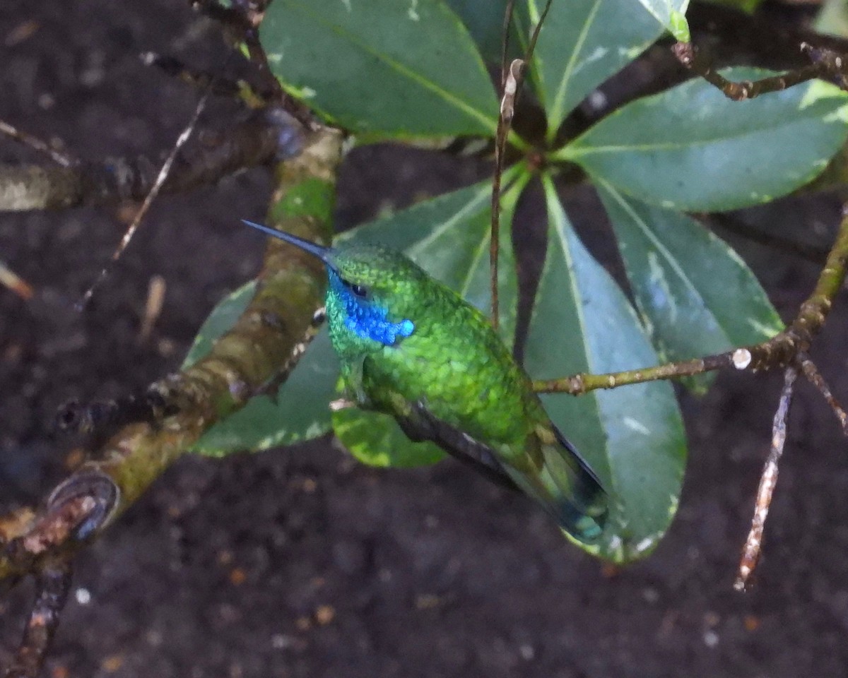kolibřík zelený - ML368179161