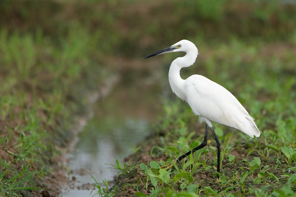 Little Egret (Western) - ML368179811