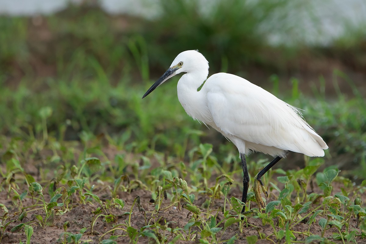 Little Egret (Western) - ML368179821