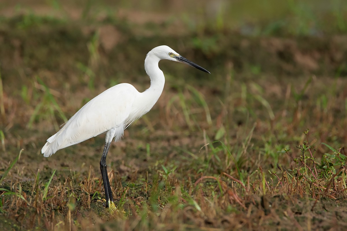 Little Egret (Western) - ML368179831