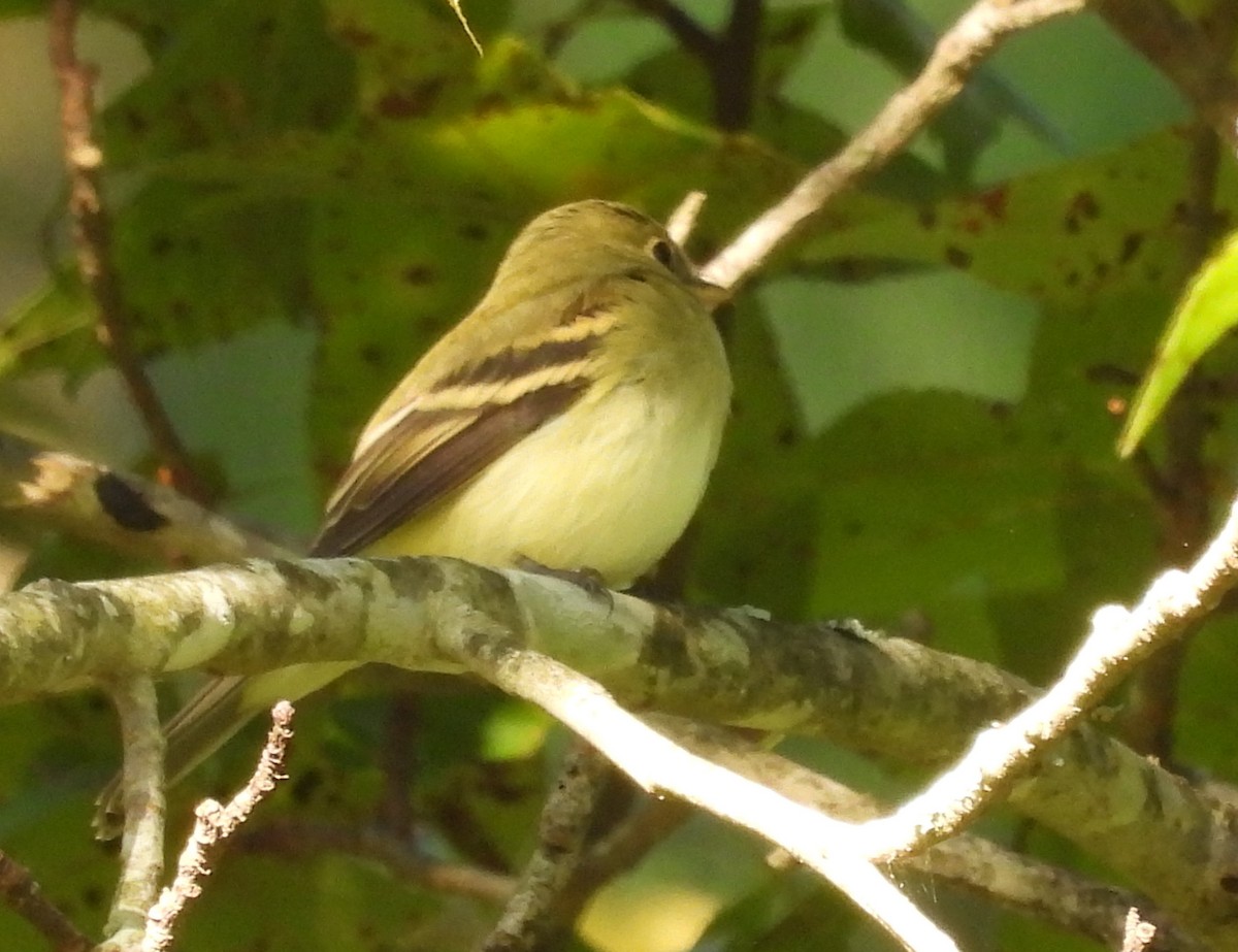 Yellow-bellied Flycatcher - ML368187071