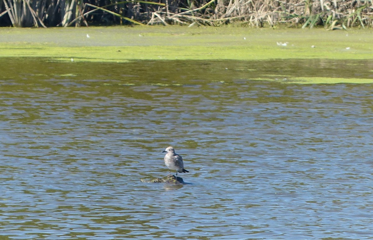 Laughing Gull - ML368187281
