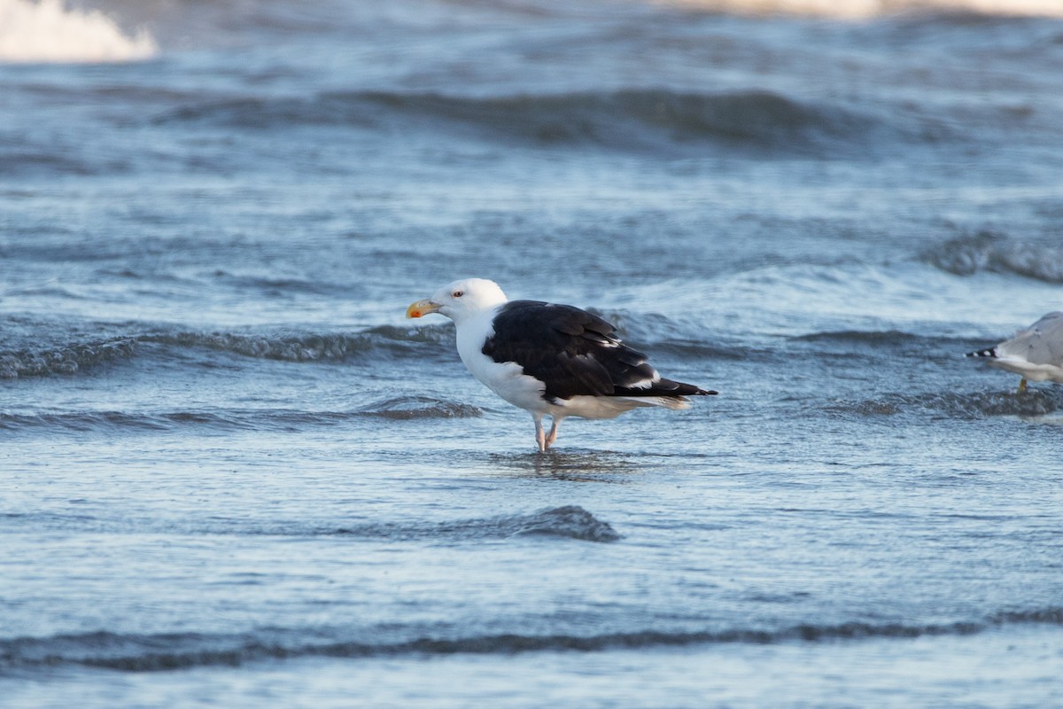 Great Black-backed Gull - Rob  Sielaff