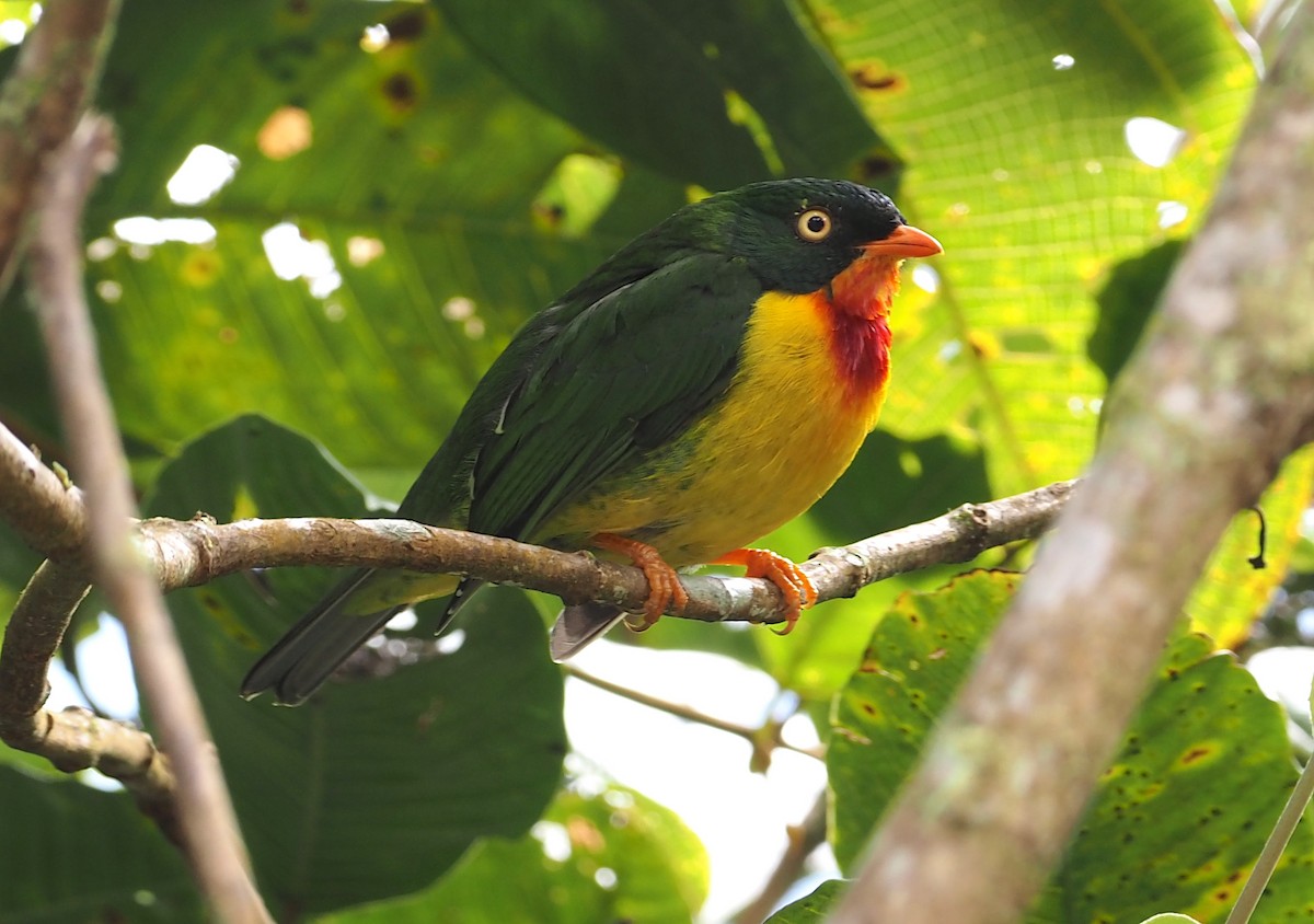 Scarlet-breasted Fruiteater - ML368188581